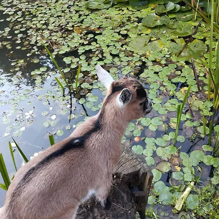 Gaestehaus Schneider Eppishausen