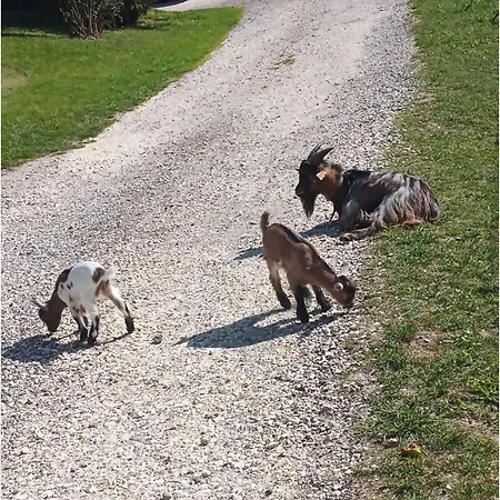 Gaestehaus Schneider